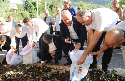 ALANYA KEÇİBOYNUZU HASAT ŞENLİĞİ VE COĞRAFİ İŞARET BELGE TÖRENİ GERÇEKLEŞTİRİLDİ