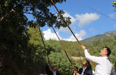 ALANYA KEÇİBOYNUZU HASAT ŞENLİĞİ VE COĞRAFİ İŞARET BELGE TÖRENİ GERÇEKLEŞTİRİLDİ